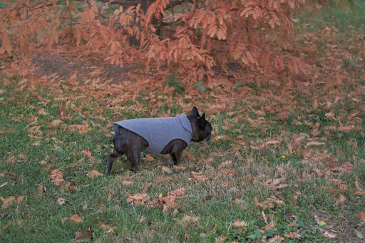 It turned out to be the long lost metasequoia and has since then been spread everywhere in the world. In fact, we have many at the farm. It turned out to be the long lost metasequoia and has since then been spread everywhere in the world. In fact, we have many at the farm.