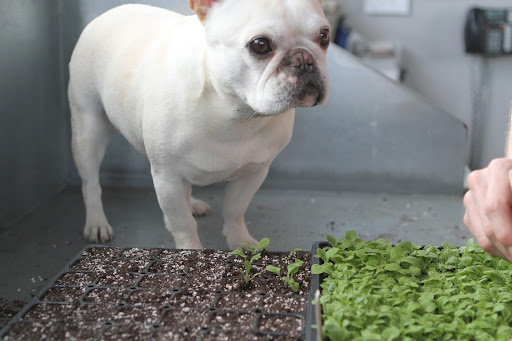You see, GK, Ryan says it's best to do this when the plants are small, like these, because they actually handle the shock of transplanting quite well. You see, GK, Ryan says it's best to do this when the plants are small, like these, because they actually handle the shock of transplanting quite well.