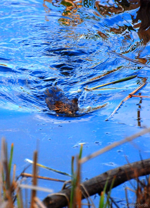 [7.%2520Muskrat-kab%255B5%255D.jpg]