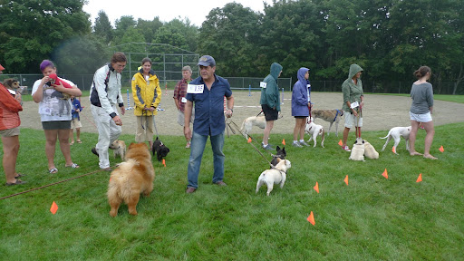 There are so many different kinds of dogs here.  I wonder how they will be judged?