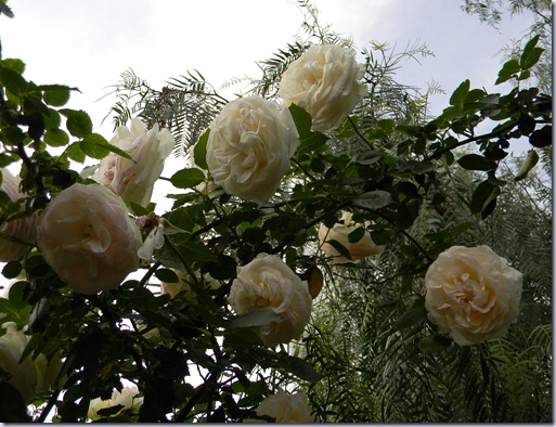 DSCN4413 DSCN4413