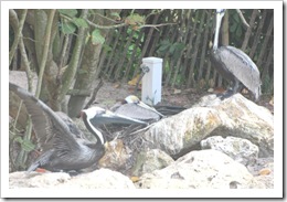 Florida vacation Sea world pelicans on nest1