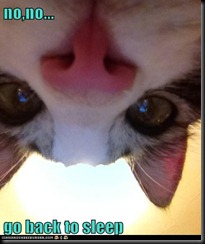 funny-pictures-lolcats-ill-just-stay-here-watching2