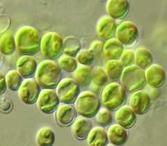 Chlorella Chlorella