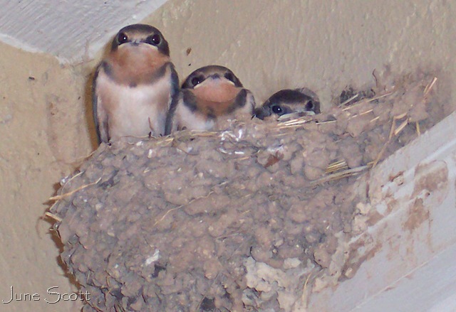 [Swallows_3Babies%255B13%255D.jpg]