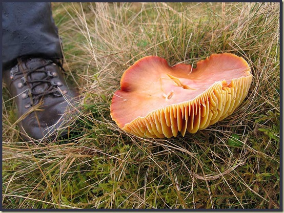 Waxcap