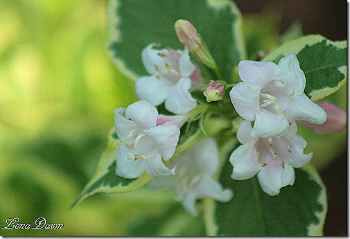 Weigela_Florida2_Variegata