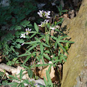 Cutleaf Toothwort