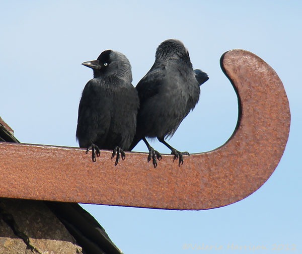 [30%2520jackdaws%255B5%255D.jpg]