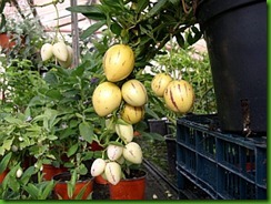 Solanum muricatum5 Solanum muricatum5