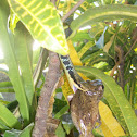 Bronzeback tree snake eating frog