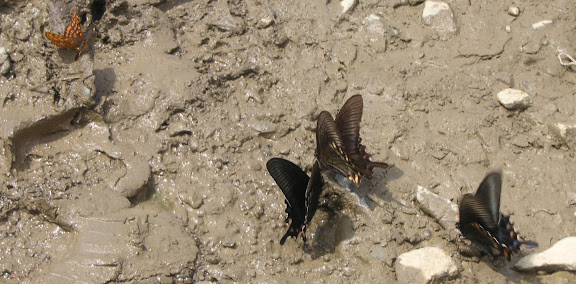 Euphydryas Intermedia et Papilio maacki MÉNÉTRIÈS, 1859. Tigrovoy, 25 juin 2011. Photo : J. Michel
