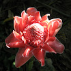 2009 01 30_Phuket_0101.jpg