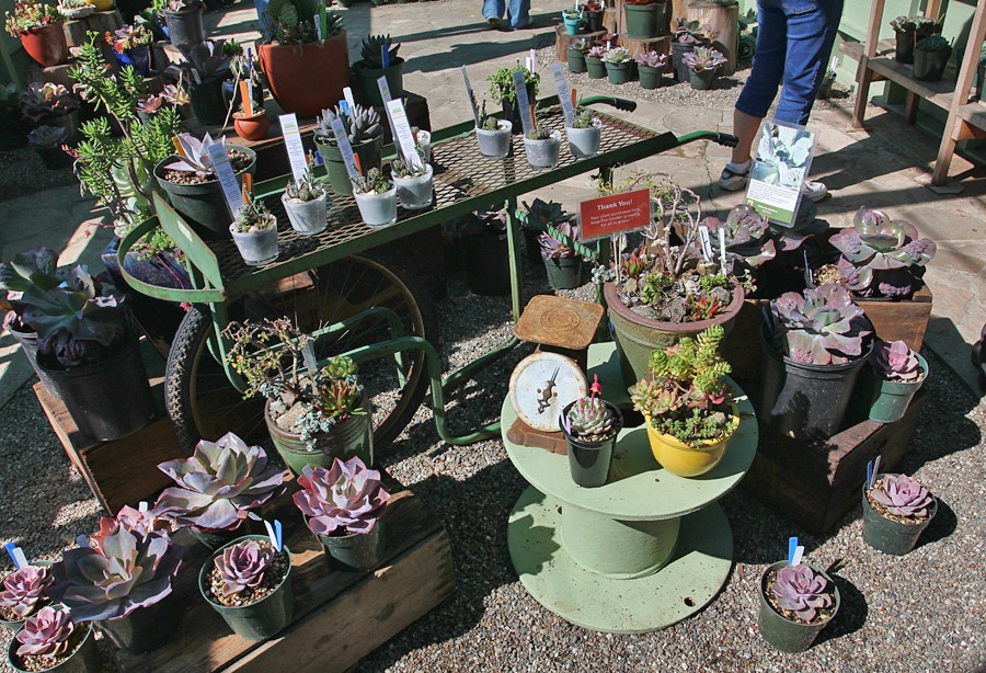 [120414_RBG_echeverias3.jpg]