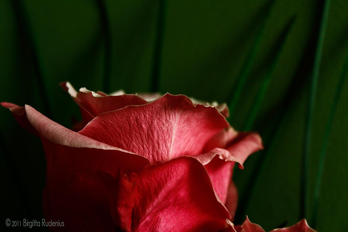 [blom_20110926_pinkrose1%255B2%255D.jpg]