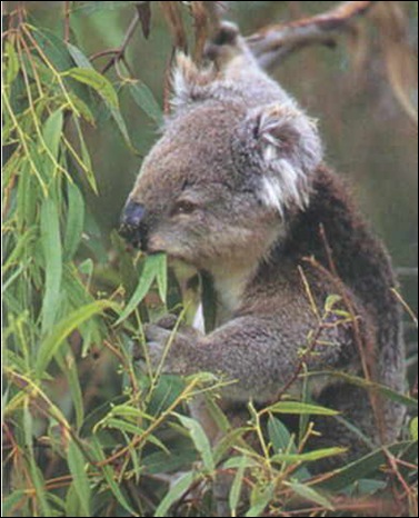 koala