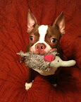 Even a prickly or slimy little critter can be inviting to the rather undiscriminating palate of a pooch.
