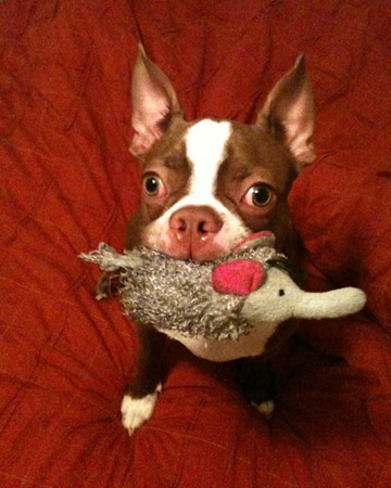 Even a prickly or slimy little critter can be inviting to the rather undiscriminating palate of a pooch.