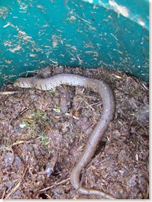 grass snake inside compost bin,grass snake, natrix natrix,