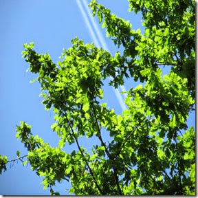 IMG_5750 IMG_5750
