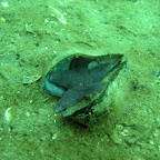 Zeester in mossel