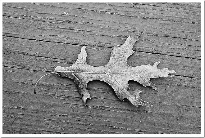 leaves-public-domain-pictures-1 (3) leaves-public-domain-pictures-1 (3)