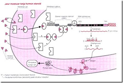 Mekanisme kerja hormon steroid pdf