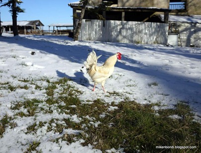 snow cockerel
