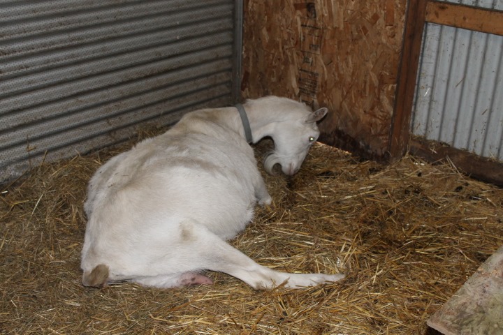 [aprilgoats13%2520019%255B4%255D.jpg]