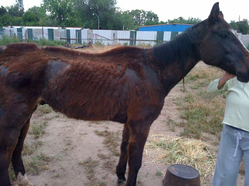 The local animal control organization refused to seize the horse as they said he was simply old and had foliage to eat. They were wrong on both counts. The local animal control organization refused to seize the horse as they said he was simply old and had foliage to eat. They were wrong on both counts.
