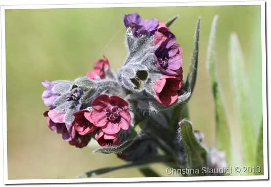 Cynoglossum officinale Cynoglossum officinale