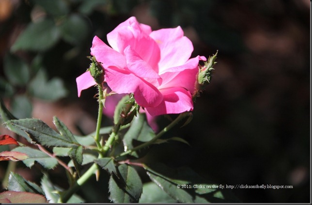 IMG_0290 (1024x672)