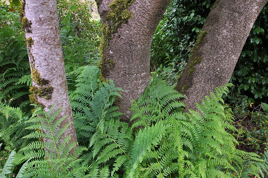 [110712_fernstrees_brookings7.jpg]