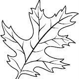 LEAF13_BW.jpg