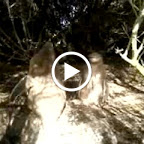 Pinguin Küken unter Strauch