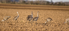 Sandhill Cranes Herbert Road Waller Texas Sandhill Cranes Herbert Road Waller Texas