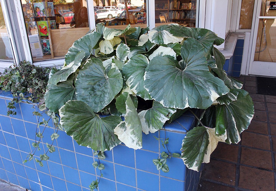 [111016_Santa-Cruz-Farfugium-japonicum-argenteum_01%255B3%255D.jpg]