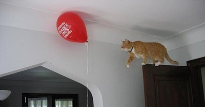 funny-pictures-cat-does-not-think-plan-will-fail