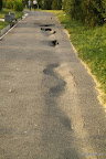 This Toshkent pedestrian path needs some reworking