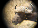 A nice close-up of a Cape Buffalo face. Transition to Madagascar - 056.jpg