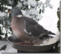 wood pigeon
