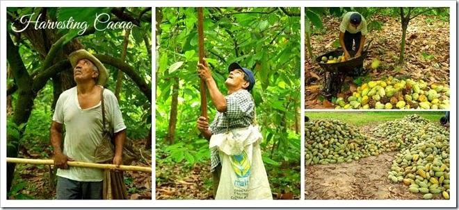 Harvesting-cacao-beans-in-mexico Harvesting-cacao-beans-in-mexico