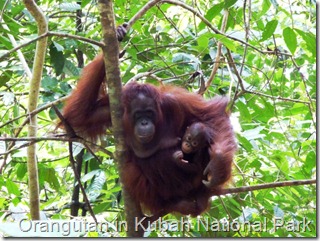 Orangutan, Kubah National Park, Borneo