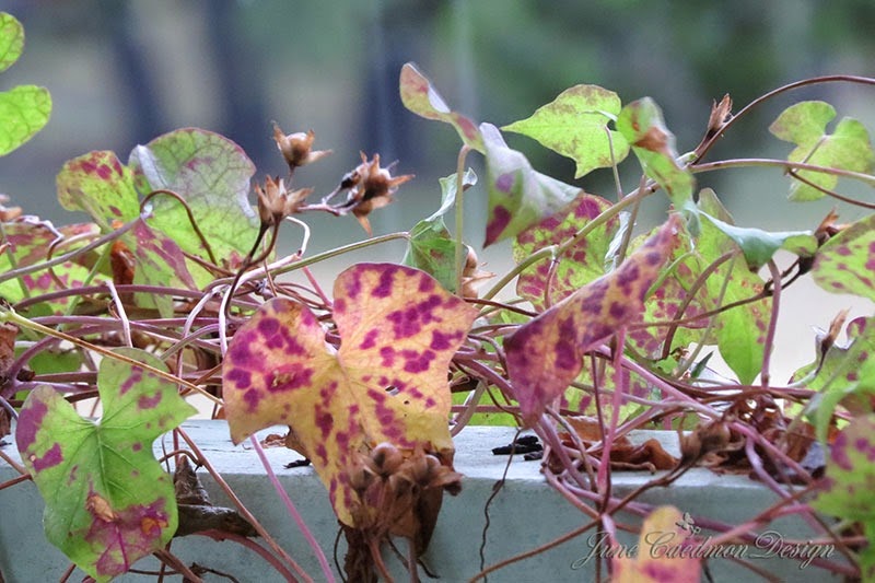 [MorningGloryLeaves%255B3%255D.jpg]
