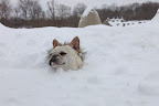 Francesca!  I'm sinking!  This must be quick snow! 8