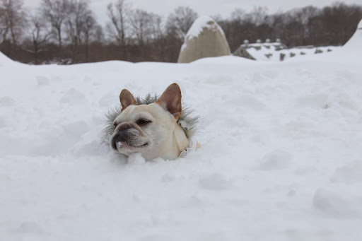 Francesca!  I'm sinking!  This must be quick snow! 8
