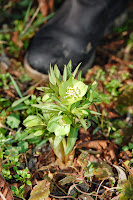 2014 március 1 alcsut kisvirágú hunyor Helleborus dumetorum (1).jpg