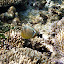 A Butterfly Fish Swims In The Coral - Noumea, New Caledonia