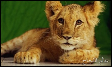 أسد صغير أسد صغير