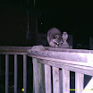 Racoon 028.JPG